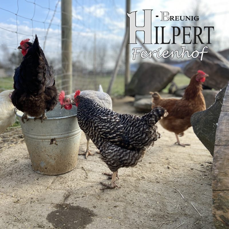 Ferienhof Hilpert-Breunig: Entspannung pur im Grünen!